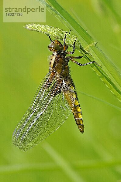 Erwachsener  erwachsener  breitbeiniger Jäger (Libellula depressa)  neu aufgetauchter Teneral  Flügel trocknend  auf Gras ruhend  Oxfordshire  England  Mai