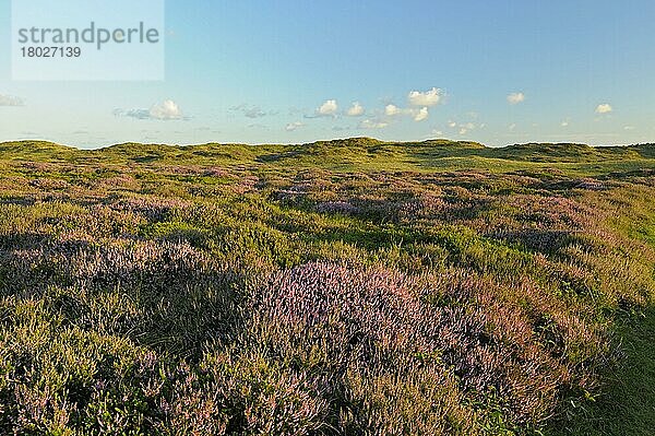 Gemeines Heidekraut  Naturschutzgebiet De Bollekamer  Teil vom Nationalpark Dünen von Texel  Insel Texel  Nordholland  Niederlande  Europa