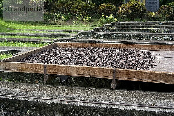 Kakao (Theobroma cacao)  fermentierte Bohnen  die auf der Plantage natürlich trocknen  Belmont Estate  Grenada  Grenadinen  Windward-Inseln  Kleine Antillen  August  Mittelamerika