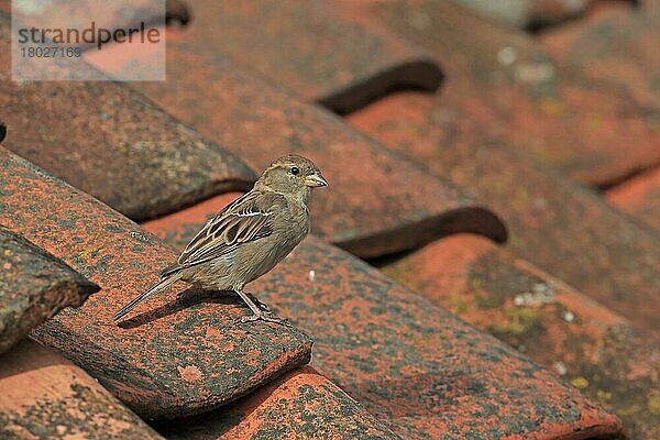 Haussperling (Passer domesticus)  erwachsene Frau  stehend auf Ziegeldach  Norfolk  England  August