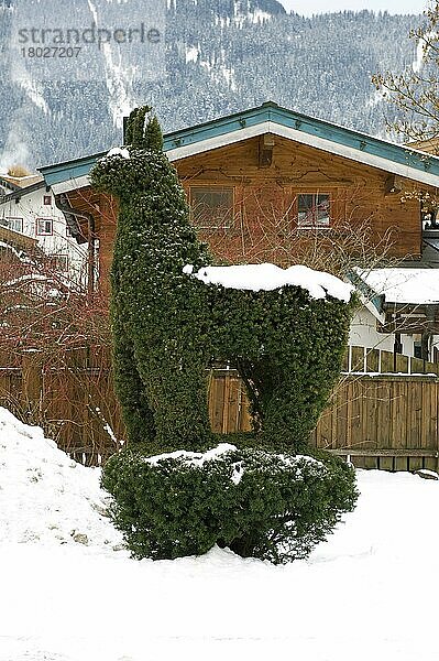 Gemeine Eibe (Taxus baccata) in Form einer Gams  im Schnee  Kitzbühel  Tirol  Alpen  Österreich  Winter  Europa