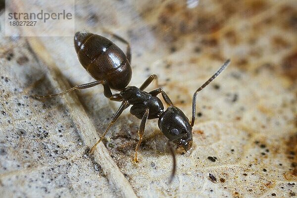 Erwachsene erwachsene Ameise (Tapinoma erraticum)  stehend auf einem Blatt  Causse de Gramat  Zentralmassiv  Region Lot  Frankreich  Mai  Europa