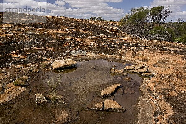 Temporärer Pool auf Granitfelsen in einem Halbwüstenhabitat  Camel Soak oder 'The Rock Hole'  bei Perenjori  Westaustralien  Australien  Ozeanien