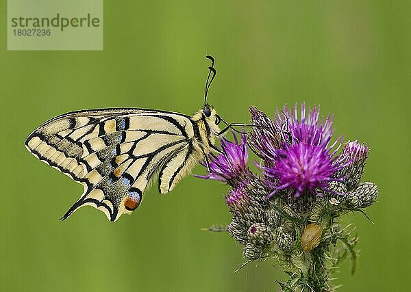 Gewöhnlicher Schwalbenschwanz (Papilio machaon britannicus) britische Rasse  erwachsen  auf Distelblüten ruhend  Norfolk  England  Juni