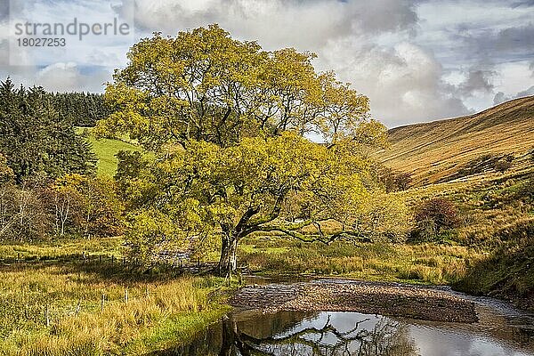 Esche  Gemeine Esche  Gewöhnliche Esche (Fraxinus excelsior)  Ölbaumgewächse  Common Ash habit  growing in valley beside upland river  Cwm Crew  Brecon Beacons N. P. Powys  Wales  October