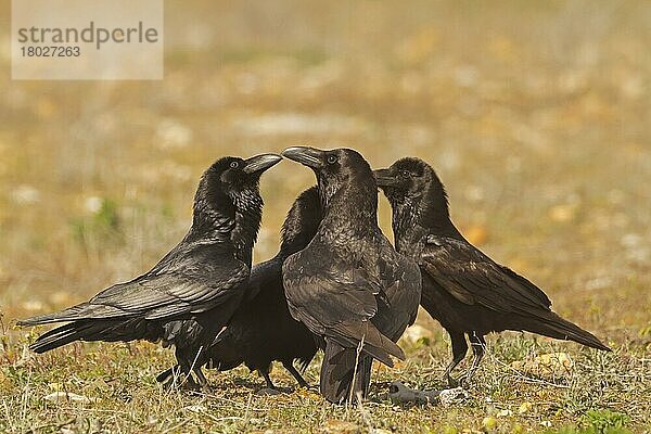 Kolkrabe (Corvus corax) vier Erwachsene  zusammen stehend  Castilla y Leon  Spanien  März  Europa
