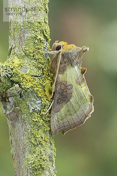 Brünierte Messingmotte (Diachrysia chrysitis)  erwachsen  auf einem Zweig ruhend  Essex  England  Großbritannien  Europa