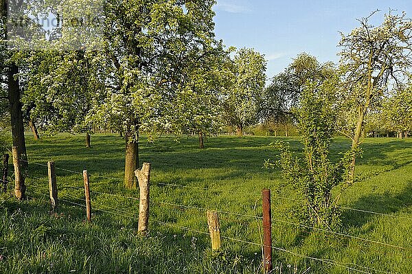 Obstbäume  Obstwiese  Löhnen  Niederrhein  Nordrhein-Westfalen  Deutschland  Europa