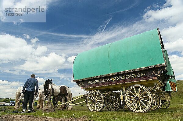 Pferd  Irish Cob (Zigeunerpony)  Erwachsene  mit Wanderkarawane  Pausenaufenthalt auf dem Weg zur Appleby Horse Fair  Watergap Bottom  Mallerstang  Cumbria  England  Juni