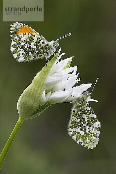 Orangenspitzen-Falterfisch (Anthocharis cardamines)  erwachsene Männchen und Weibchen  ruhend auf Ramsons (Allium ursinum)  Berwickshire  Schottland  Frühling