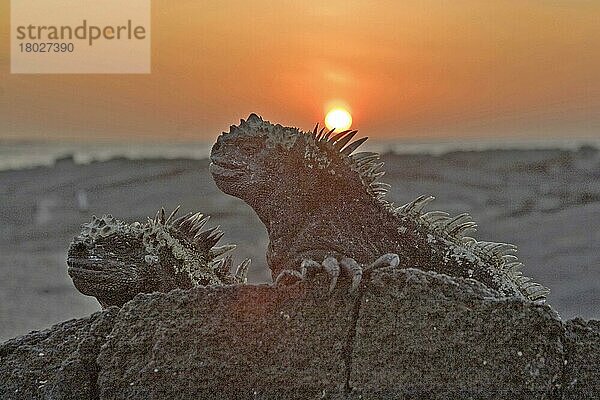 Galapagosmeerechse  Galapagosmeerechsen (Amblyrhynchus cristatus)  Andere Tiere  Leguane  Reptilien  Tiere  Marine Iguana Fernandina island Galapagos  r