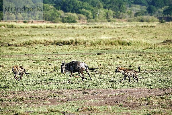 Gefleckte Hyäne (Crocuta crocuta) jagt eine östliche Streifengnu  weil sie ein gebrochenes Bein hat (Connochaetes taurinus)  Masai Mara National Reserve  Kenia  Afrika