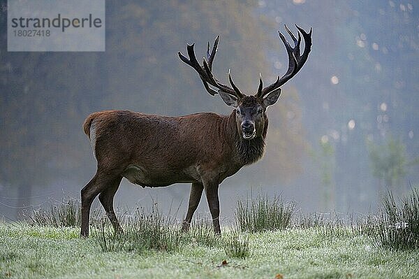 Rothirsch (Cervus elaphus)  männlich  Brunftzeit