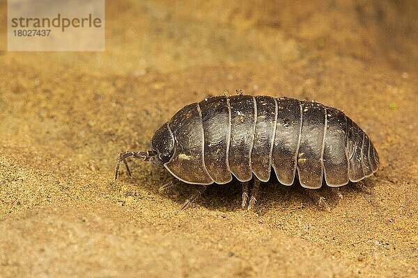 Rollassel  Rollasseln  Kugelassel  Kugelasseln  Andere Tiere  Tiere  Common Pill Woodlouse (Armadillidium vulgare) adult  resting on rock  Leicestershire  England  March
