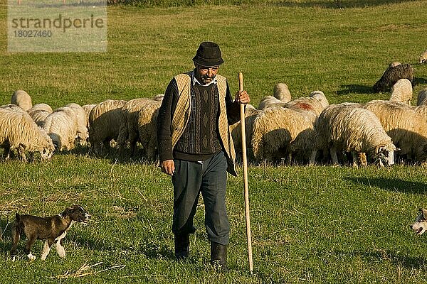 Schafhaltung  Schäfer mit Schäferhund-Welpe und Herde  in der Nähe von Sigishoara  sächsisches Dorfgebiet  Siebenbürgen  Rumänien  Herbst  Europa