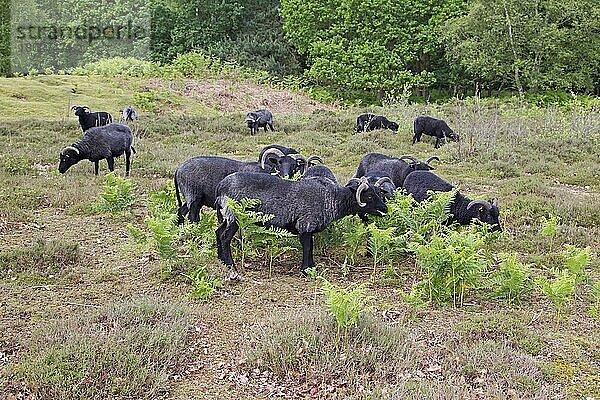 Hausschafe  Hebriden  Herde  Fütterung in Heideflächen  für Naturschutz-Management  Sutton Common  Sandlings  Suffolk  England  Juni