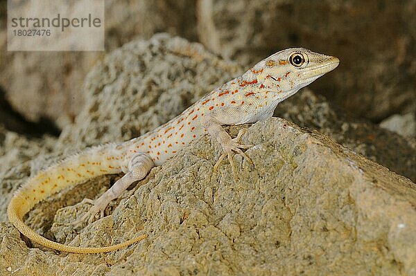 Abdel Kuri Rock Gecko (Pristurus abdelkuri) erwachsen  auf Fels ruhend  Abd al Kuri-Insel  Sokotra-Archipel  Jemen  Marsch  Asien