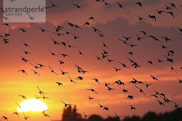 Gewöhnlicher Star (Sturnus vulgaris)  auf der Flucht  auf dem Gelände eines ehemaligen Kohletagebaues  Silhouette bei Sonnenuntergang  St. Aidan's RSPB Reserve  West Yorkshire  England  Juli