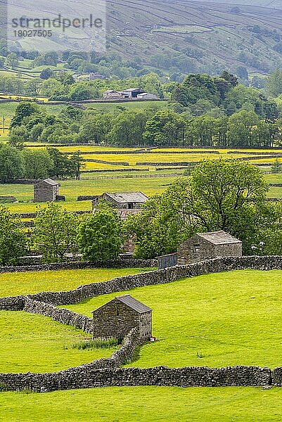 Ansicht von Trockensteinmauern  Steinscheunen und traditionellen Wiesen mit blühenden Hahnenfußgewächsen  Gunnerside  Swaledale  Yorkshire Dales N.P.  North Yorkshire  England  Juni