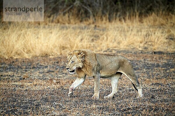 Afrikanischer Löwe (Panthera leo)  Männchen laufend  South Luangwa National Park  Sambia  Afrika