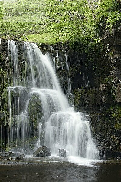 Wasserfall am Strom  East Gill Force  Keld  Swaledale  Yorkshire Dales N. P. North Yorkshire  England  Juni