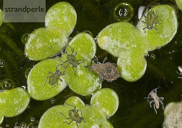 Erwachsene und junge Seerosenblattlaus (Rhopalosiphum nymphaeae)  auf Blättern der Wasserlinse (Lemna minor) im Gartenteich  Dorset  England  September