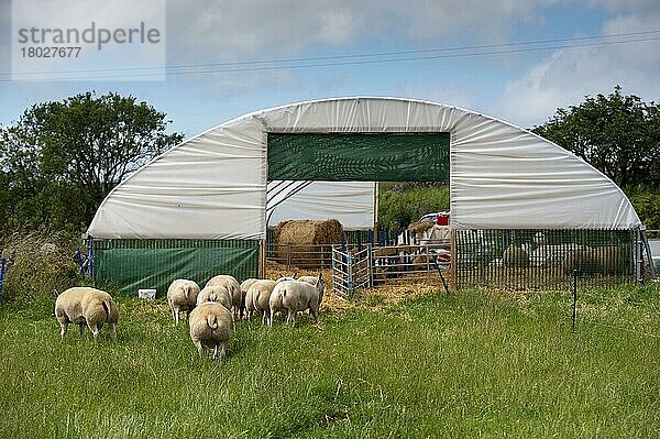 Hausschafe  Schafherde auf dem Weg in den Polytunnelschuppen  um sich vor Hitze zu schützen  Aberdeenshire  Schottland  August