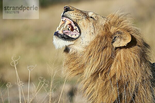 Afrikanisches Löwenmännchen (Panthera leo)  das zeigt  wie Fledermäuse auf das Einatmen des Geruchs von Weibchen in der Nähe reagieren  Okavango-Delta. Moremi-Wildreservat  Botswana  Afrika