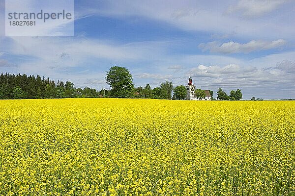 Ölsaatenraps (Brassica napus)  Ernte  Blüte im Feld  mit Kirche im Hintergrund  Skuttunge  Uppland  Schweden  Mai  Europa