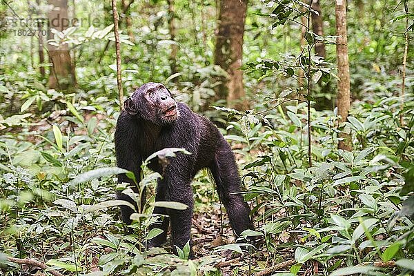 Schimpanse (Pan troglodytes schweinfurthii) Männchen im Wald  Kibale-Nationalpark  Uganda  Afrika
