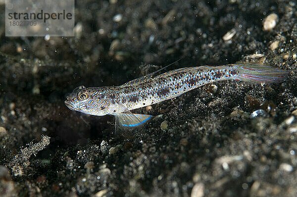 Langschwanzgarnele (Psilogobius prolatus) adult  auf schwarzem Sand ruhend  Lembeh-Straße  Sulawesi  Sunda-Inseln  Indonesien  September  Asien