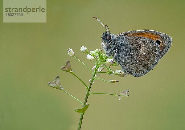 Kleine Heide (Coenonympha pamphilus)  erwachsen  auf Blüten der Hirtentäschel (Capsella bursa-pastoris) ruhend  Korsika  Frankreich  Mai  Europa