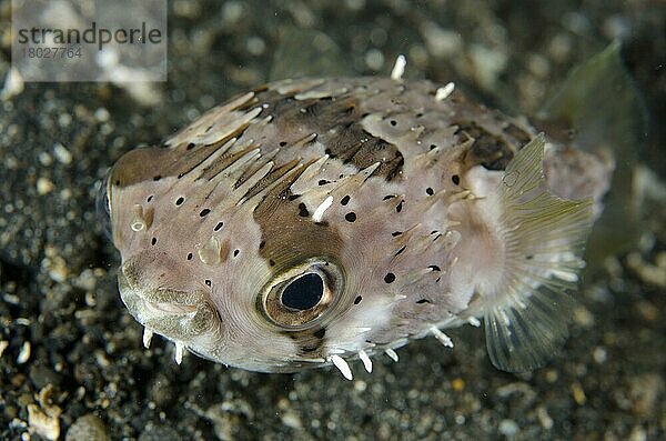 Braunfleckenigelfisch  Braunfleckenigelfische (Diodontidae)  Langstachel-Igelfisch  Langstachel-Igelfische (Diodon holocanthus)  Andere Tiere  Fische  Tiere  Long-spine Porcupinefish adult  Lembeh Straits