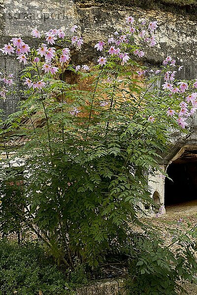 Glockenbaum Dahlie (Dahlia imperialis) blüht  wächst als Zierpflanze  Brantome  Perigord  Dordogne  Frankreich  November  Europa