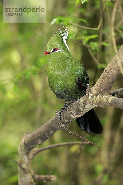 Livingstone's Turaco (Tauraco livingstonii) erwachsen  auf einem Ast sitzend  Ostkap  Südafrika  Dezember