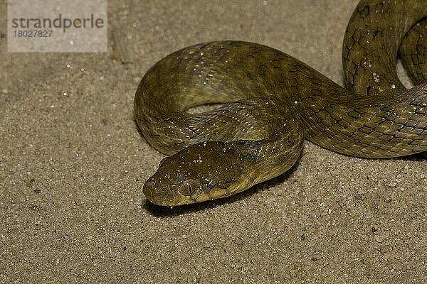Andere Tiere  Reptilien  Schlangen  Tiere  Night Snake (Madagascarophis colubrinus)