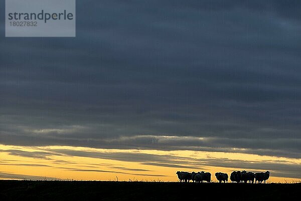 Hausschafe  Romney Sheep  Herde  im Morgengrauen auf Seewall stehend  Elmley Marshes N. N. R. North Kent Marshes  Isle of Sheppey  Kent  England  Dezember