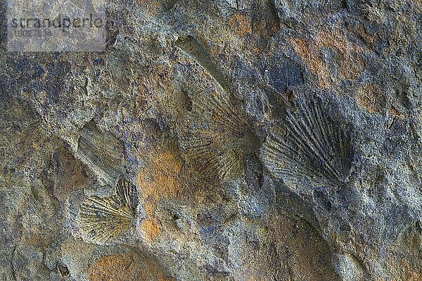 Fossilien  mittelordiovizische Brachiopoden  aus der Llanvirn-Serie von Builth-Llandrindod Wells Inlier (470mya)  Camnant Ravine  Powys  Wales