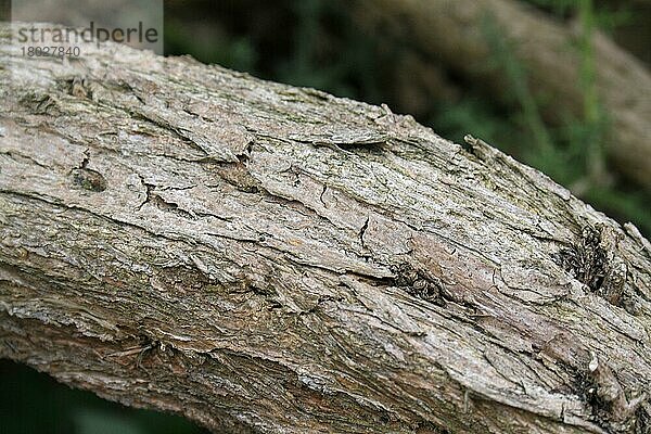 Gemeiner Ginster (Ulex europaeus) Nahaufnahme der Rinde  Landguard Peninsula  Felixstowe  Suffolk  England  August