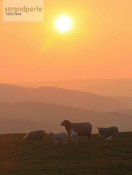 Hausschafe  Mutterschafe mit Lämmern  die bei Sonnenuntergang auf einer Bergweide stehen  Kambrische Berge  in der Nähe von Llanidloes  Powys  Wales  April