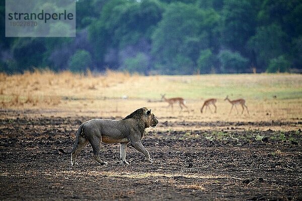 Afrikanischer Löwe (Panthera leo)  Männchen laufend  Impalas (Aepyceros melanpus) im Hintergrund  South Luangwa National Park  Sambia  Afrika