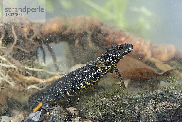 Kammmolch (Triturus cristatus)  Kamm-Molch  Kammolch  Kammmolche  Kamm-Molche  Kammolche  Amphibien  Andere Tiere  Molch  Molche  Tiere  Great Crested Newt adult female  underwater  under survey licence  Nottingham  Nottinghamshire  England  Großbritannien  Europa