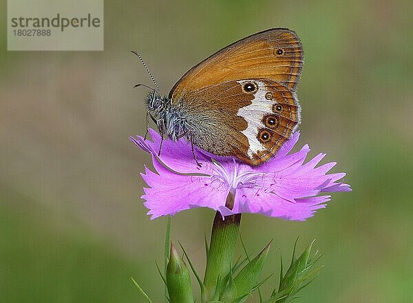 Perlenheide (Coenonimpha arcania) Erwachsener auf Jungfernrosa (Dianthus deltoise) Cannobina Valle  Piemont  Italienische Alpen  Juli 2016