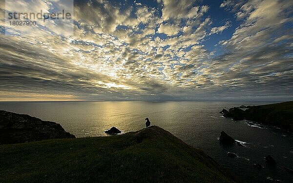 Papageitaucher (Fratercula arctica) adult  Brutfeder  steht bei Sonnenuntergang auf einer Klippe im Küstenhabitat  Hermaness National Nature Reserve  Unst  Shetland-Inseln  Schottland  Juli