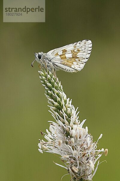 Saflor-Skipper (Pyrgus carthami) erwachsen  auf dem Blütenkopf des Wegerichs (Plantago media) schlafend  Causse Mejean  Zentralmassiv  Lozère  Frankreich  Juni  Europa