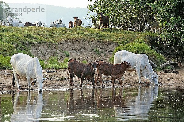 Hausrinder  Zebu (Bos indicus) -Kühe und -Kälber  trinken aus krokodilverseuchtem Fluss  Daintree River  Daintree N. P. Queensland  Australien  September  Ozeanien