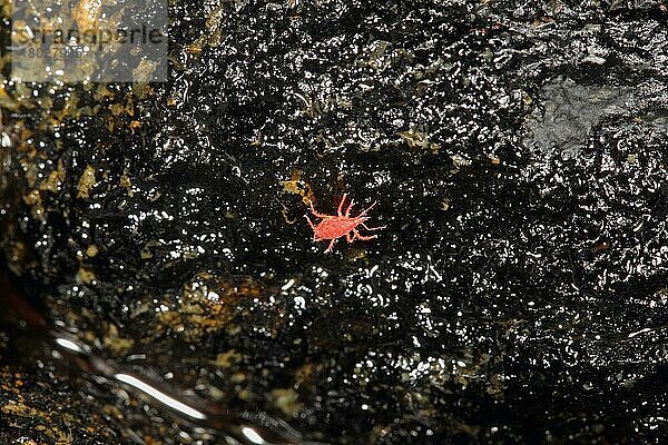 Rote Schnauzenmilbe (Neomolgus littoralis) adult  auf Gezeitengestein  Isle Of Coll  Innere Hebriden  Schottland  Juni