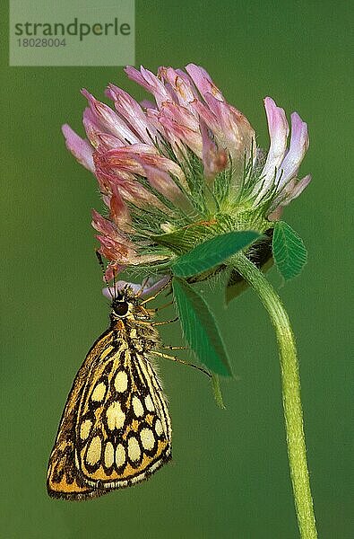 Großer karierter Schiffer (Heteropterus morpheus)  erwachsenes Männchen  ruhend auf Rotklee (Trifolium pratensis) in alpiner Wiese  Alpen  Italien  Juli  Europa