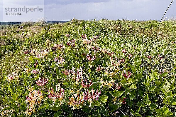 Wildes Geißblatt (Lonicera periclymenum) blüht  wächst im Lebensraum der Küstensanddünen  Minsmere RSPB Reserve  Suffolk  England  Juni