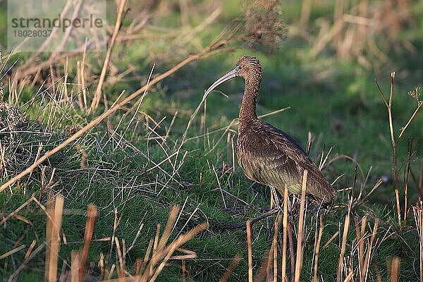 Glänzender Ibis (Plegadis falcinellus) adult  nicht brütendes Gefieder  am Boden gehender Vagabund  Norfolk  England  November